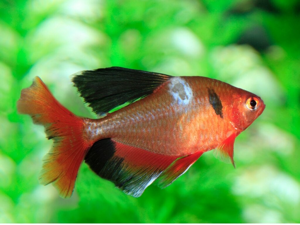 Akvaryum Balıklarında Mantar Hastalığı Ve Tedavisi 