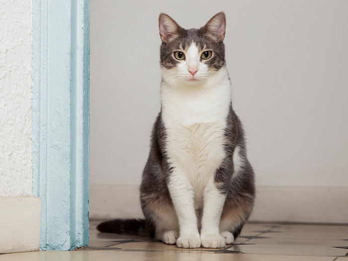Yaşlı Kedi Maması Seçiminde Dikkat Edilmesi Gerekenler