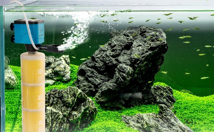 Akvaryum İç Filtre Seçimi Nasıl Yapılır?