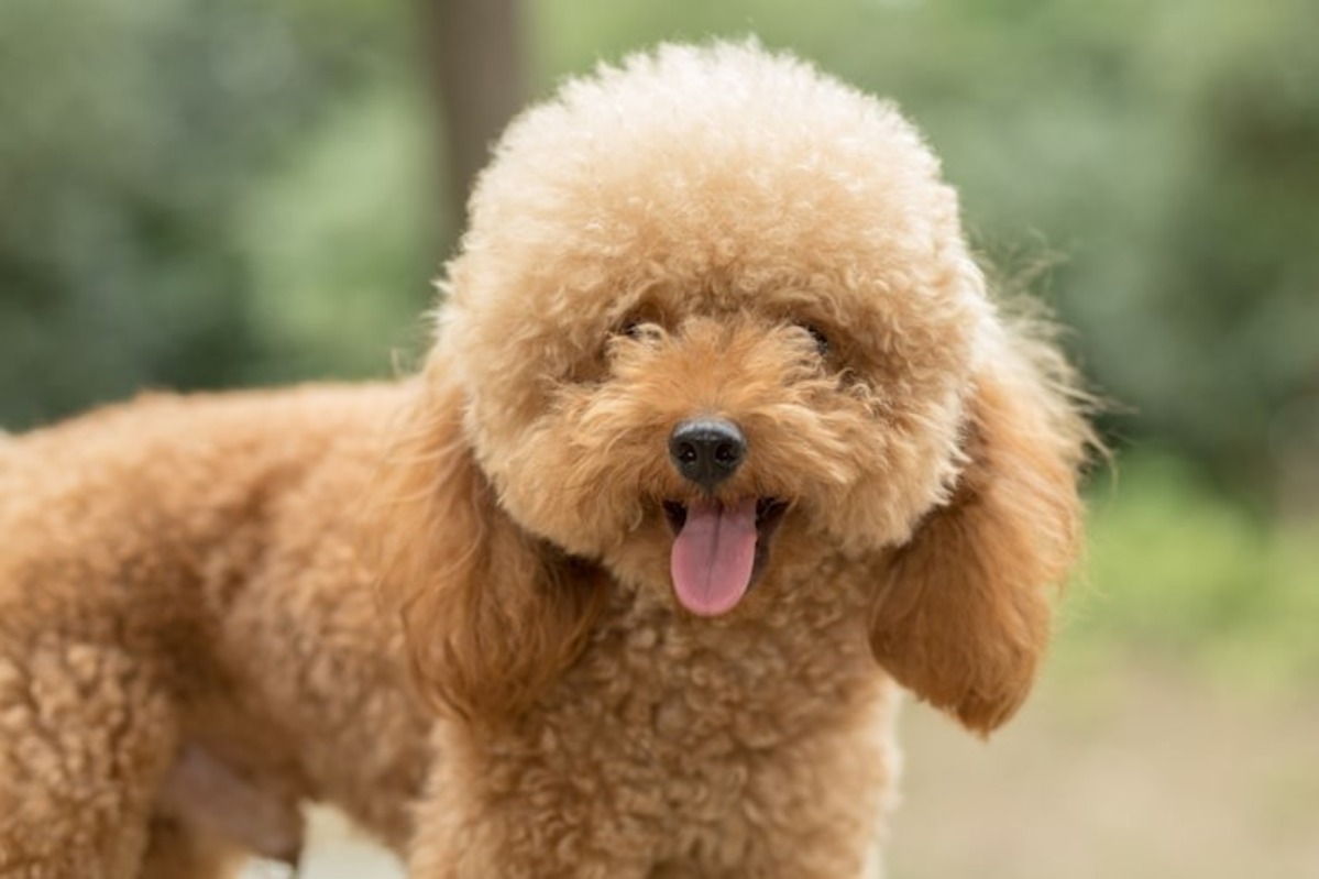 Poodle (Kaniş) Özellikleri, Bakımı ve Beslenmesi 