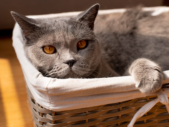 British Shorthair Kedileri  Beslenmesi ve Günlük Bakımı