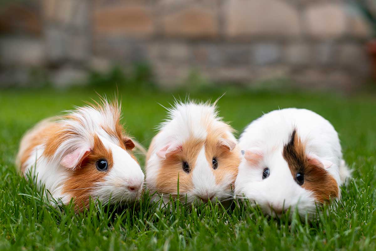 Ginepig Bakımı, Beslenmesi ve Özellikleri