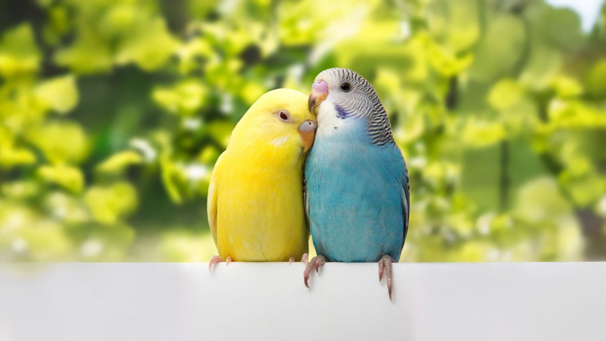 Muhabbet Kuşları Nasıl Konuşturulur ?