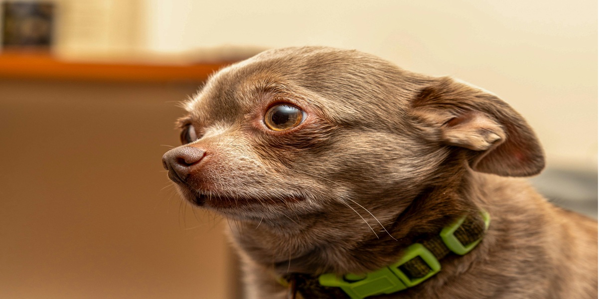 Yavru Köpekler Eve Nasıl Alıştırılır?