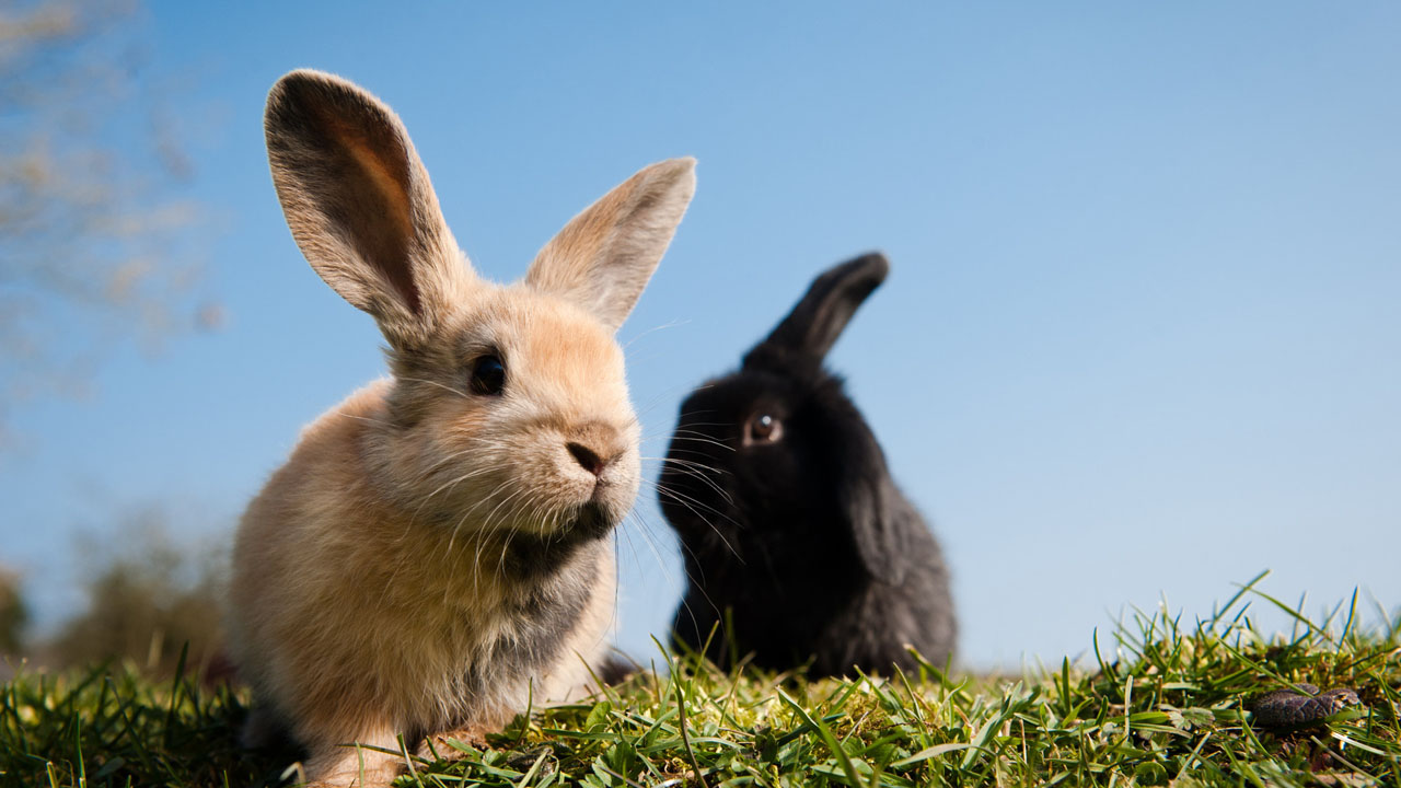 Tavşan Titremesinin Nedeni Nedir ve Nasıl Engellenir ?