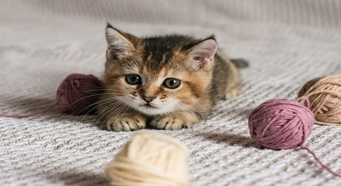 Yavru Kediler Ne Zaman Sütten Kesilir ? 