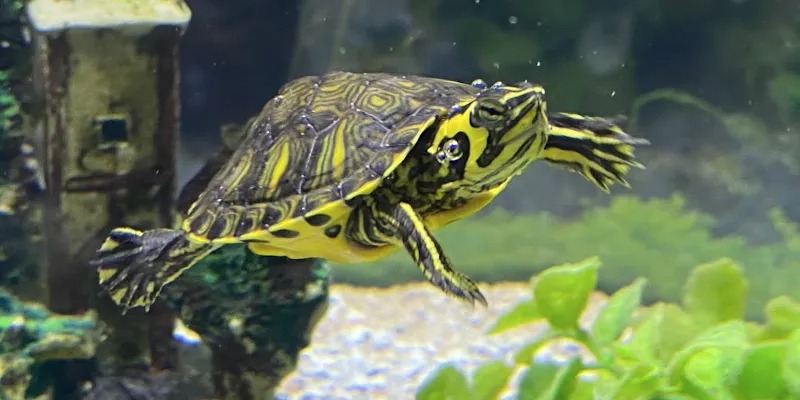 Su Kaplumbağası Akvaryumu Nasıl Olmalıdır?