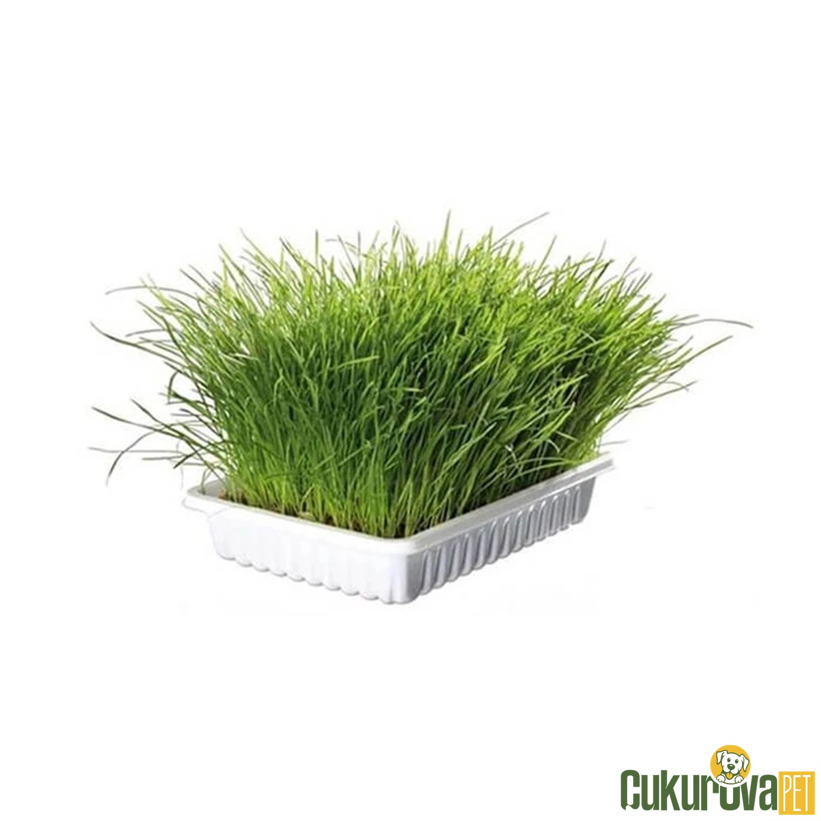 Trixie Yavru Ve Yetişki̇n Kedi̇ Çi̇mi̇ Yumuşak