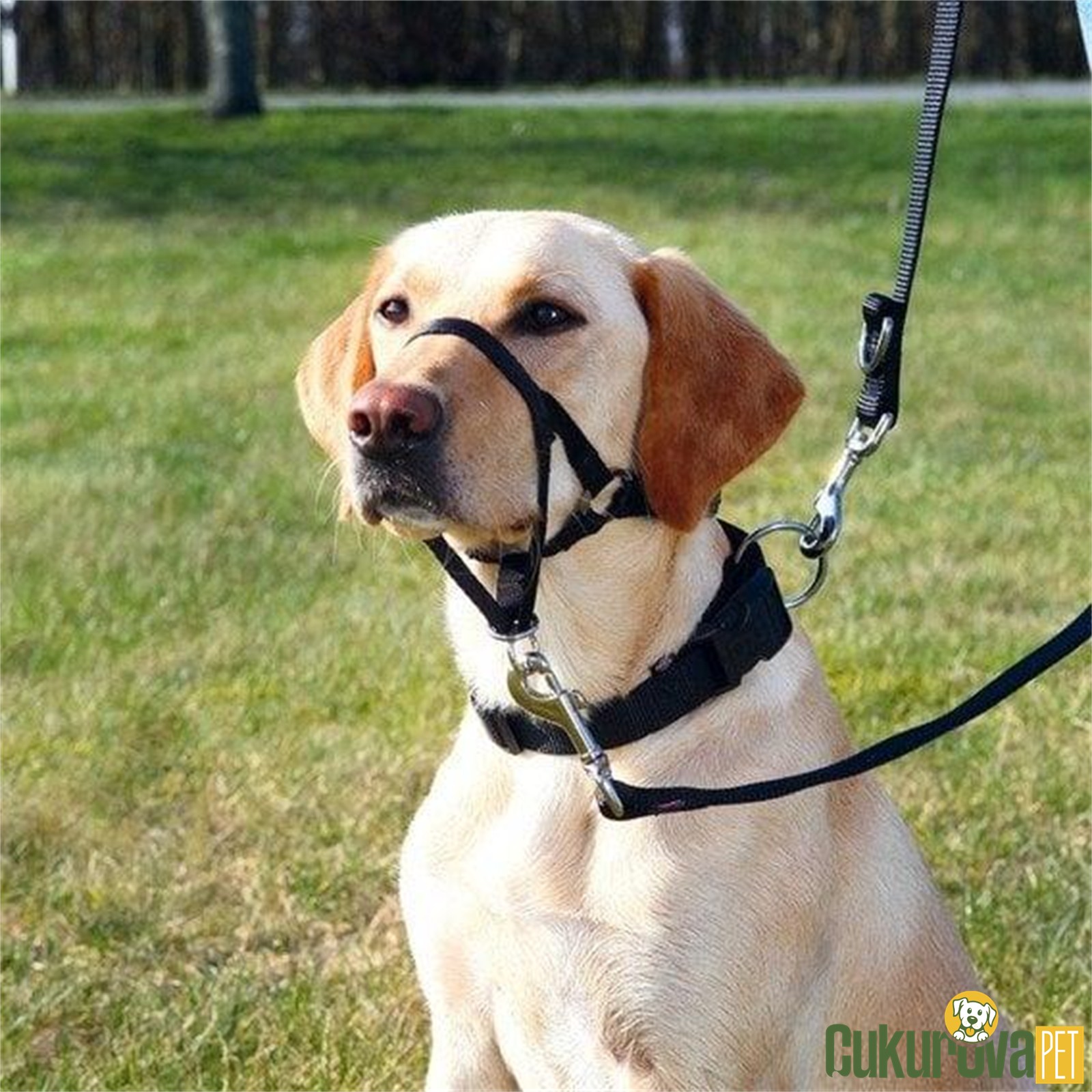 Trixie Uzman Köpek Eği̇ti̇m Tasması 31 Cm - L