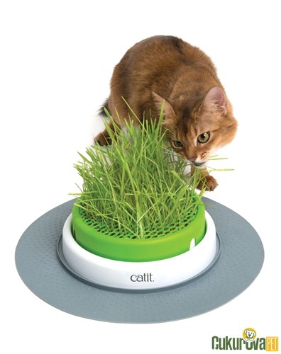Catit Cat Grass Kit Senses 2.0 Grass Planter Kedi Çim Seti