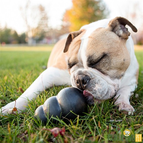 Kong Extreme Ödül Hazneli Kauçuk Köpek Oyuncağı Siyah - M / 8.8 Cm