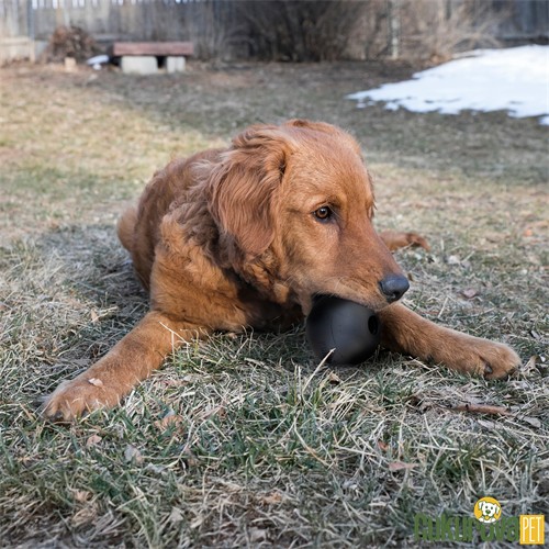Kong Ball Extreme Plastik Top Köpek Oyuncağı Siyah S - 6 Cm