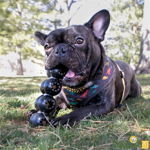 Kong Goodie Ribbon Ödül Hazneli Köpek Oyuncağı Siyah / L - 21.5 Cm