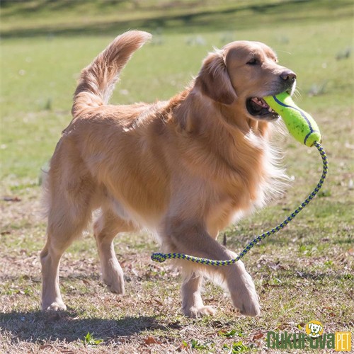 Kong Air Dog Fetch Sesli İpli Köpek Oyuncağı Sarı - L / 28 Cm