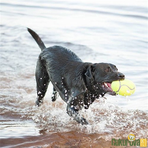 Kong Air Dog Amerikan Futbol Topu Şeklinde Kumaş Köpek Oyuncağı M - 12.5 Cm