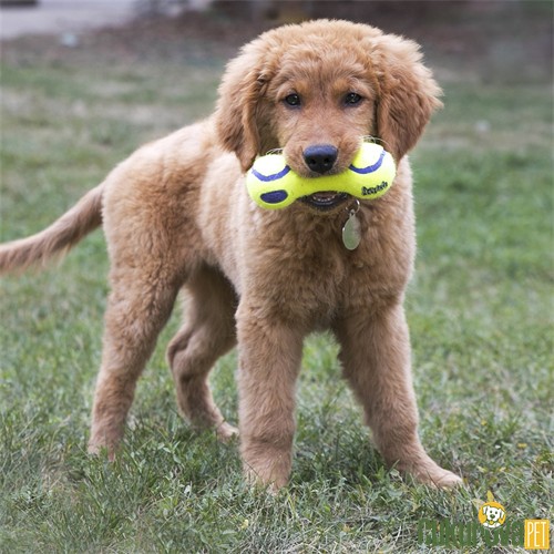 Kong Air Dog Dambıl Şeklinde Kumaş Köpek Oyuncağı M - 17 Cm