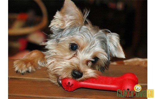 Kong Goodie Bone Ödül Hazneli Kauçuk Köpek Oyuncağı L - 22 Cm