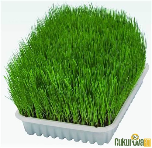 Trixie Softgrass Yavru ve Yetişkin Kedi Çimi 100 Gr