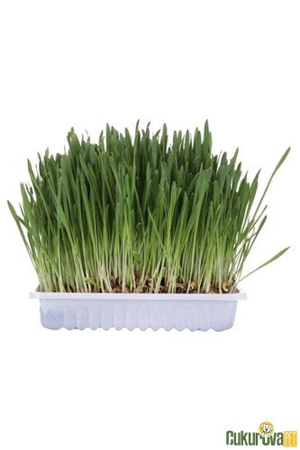 Trixie Katzengras Kedi Çimi 100 Gr