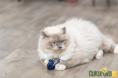 Trixie Catnipli Deniz Canlıları Peluş Kedi Oyuncağı Karışık Çeşitli 5 - 8 Cm - 1 Adet