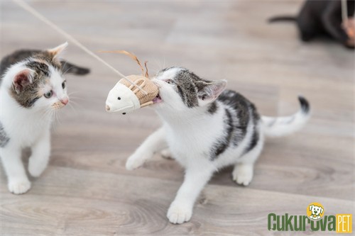 Trixie Fare Şeklinde Kedi Oltası 50 Cm