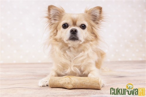 Flamingo Java Çubuklu Çiğneme Tahtası Köpek Oyuncağı S - Açık Kahverengi