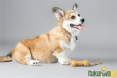 Flamingo Guma İp Sarılı Kemik Köpek Oyuncağı 32 Cm