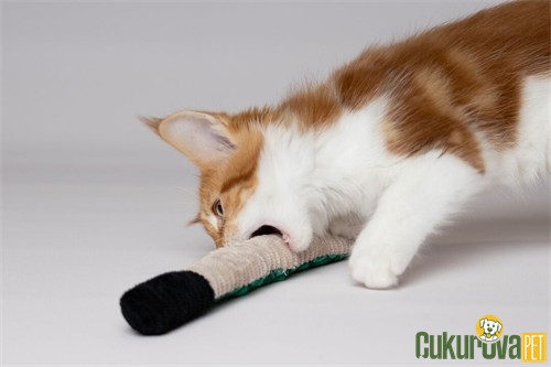 Flamingo Sissco Yılan Peluş Kedi Oyuncağı 37 Cm
