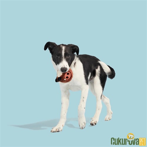 Bark Boris Ödül Hazneli Domuz Köpek Oyuncağı M / 21.6 x 14 x 9.1 Cm