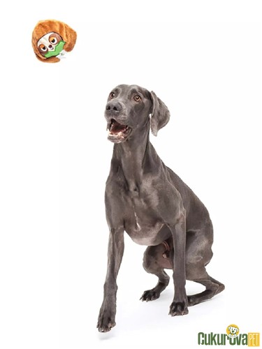 Bark Sonny Sesli Tembel Hayvan Köpek Oyuncağı M - L / 7.6 x 10 x 8.8 Cm