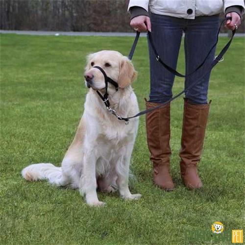 TRIXIE UZMAN EĞİTİM KÖPEK TASMASI 27 CM - M