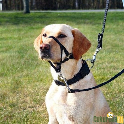 TRIXIE UZMAN KÖPEK EĞİTİM TASMASI 31 CM - L