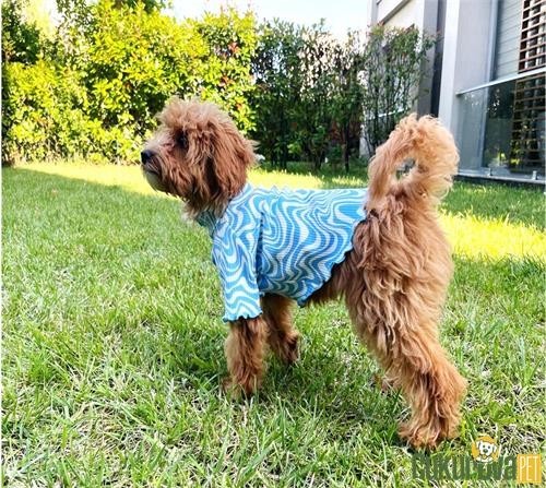 KEDİ & KÖPEK KIYAFETİ KEDİ & KÖPEK KIYAFETİ